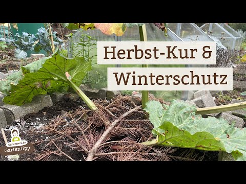 Let the rhubarb recharge its energy in autumn and winter!