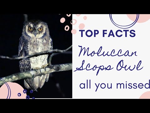 Moluccan Scops Owl facts