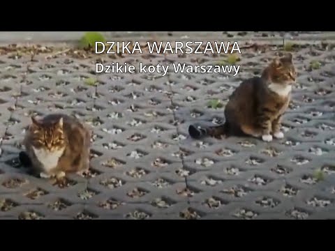 DZIKA WARSZAWA CZĘŚĆ 1. DZIKIE KOTY W-WY....