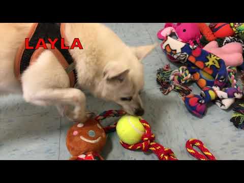 Shelter Dogs Pick Out Their Christmas Presents