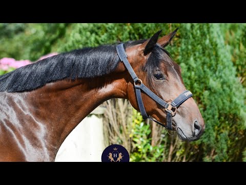 !!!! SOLD !!! - 2022 Gelding FOR KINGDOM x DONNERBALL