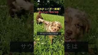 #株式 #日本株 #株式投資 #投資初心者 #資産運用 #高配当株 #成長株 #デイトレード #高配当株 #新NISA #日経平均
