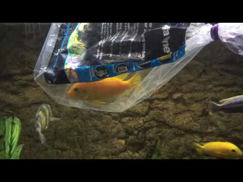 Never float your fish like this!