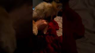 Malti-Pom Puppies Videos