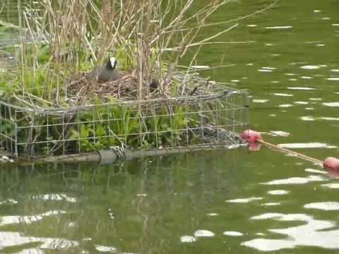 Moorhen Baby Chick's first steps