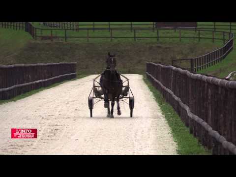 VIttel de Brévol avant le Prix de Cornulier - Sébastien Ernault - 15/01/15