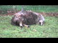 Herdwick Babs Giving Birth To Her First 4 9 Kg Lamb Ram