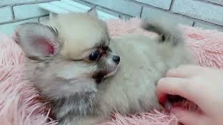 ハーフ犬の動画01