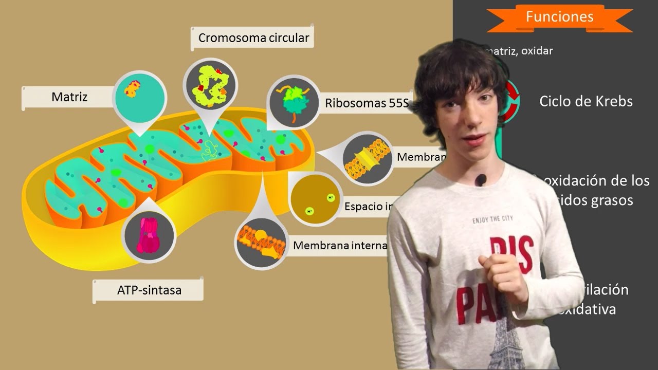 Mitocondria y Fosforilación Oxidativa