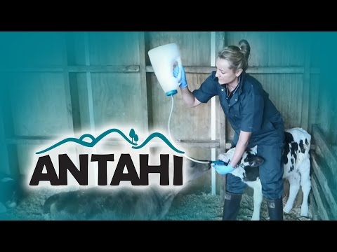 Trusti Tuber & Flexi Tuber How to safely tube feed a calf