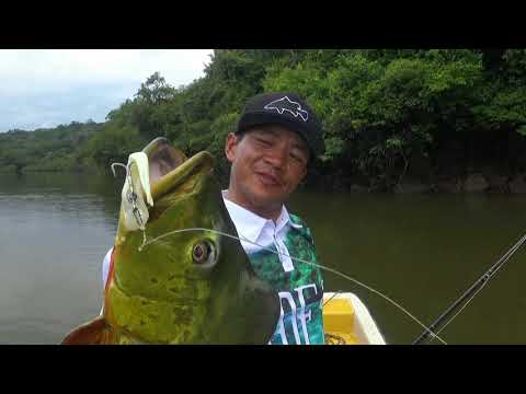 Monster Peacock Bass on big fluke with Gong Lei