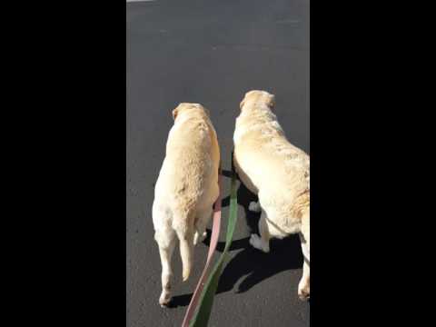 Crystal the Pet Nanny. LLC video.