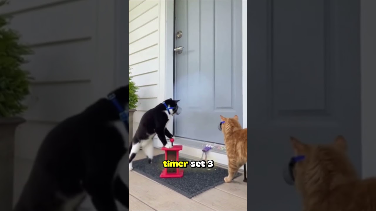 Caught on Camera: Cat Burglars in Action