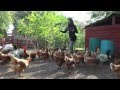 Farm Refuge Animal Paradise