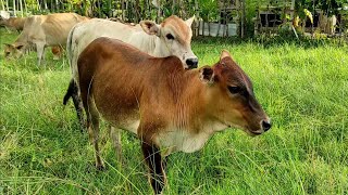 Download lagu Anak Sapi Lembu Lucu Dan jinak makan rumput di ladang sawah - trik penggemukan dan penjinakan sapi mp3