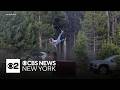 Bison Flips 65 Year Old Man Into Air At Yellowstone National Park
