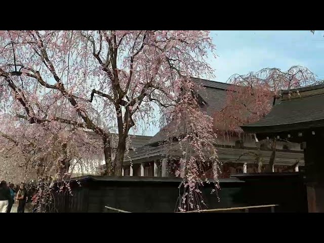 2024 [Kakunodate Cherry Blossoms] Blooming Status April 14th