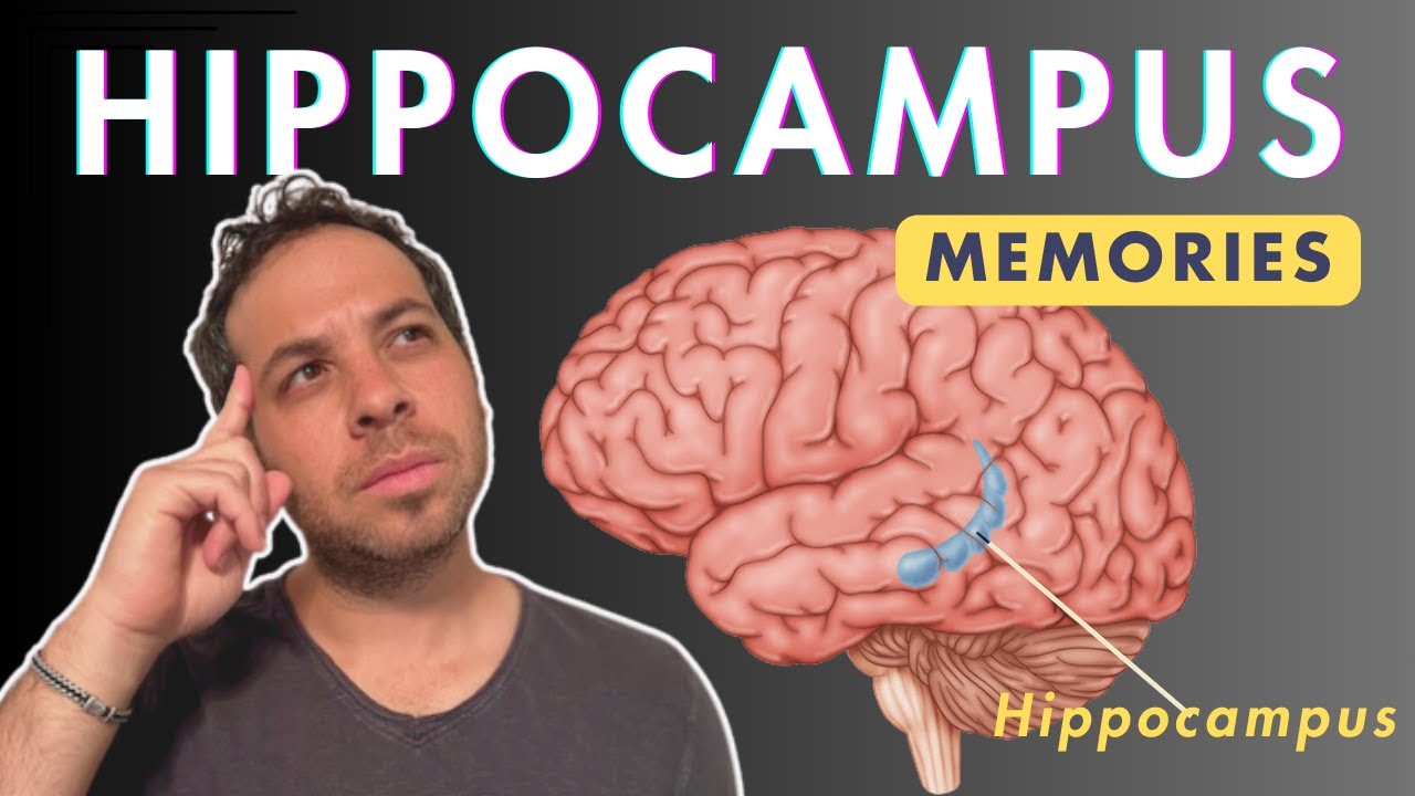 Hippocampus and Memories