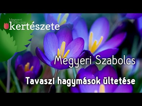 Tavaszi (Tulipán) hagymások ültetése ősszel