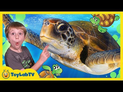 Turtle Rescued from Shark! Aaron visits Turtle Sanctuary in Family Friendly Video for Kids with Toys