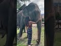 Giulia Magno sings a lullaby to a rescued elephant, Mae Boontong at Chai Lai Orchid in Thailand - Chai Lai Orchid Giulia Magno sings a lullaby to a rescued elephant, Mae Boontong at Chai Lai Orchid in Thailand