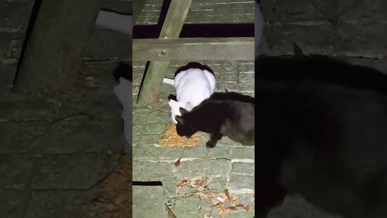 地域猫♯stray cat