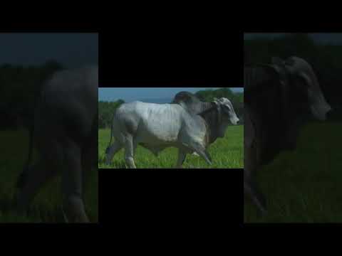 20 DOSES CONVENCIONAL NELORE - 19657 DA KANG.