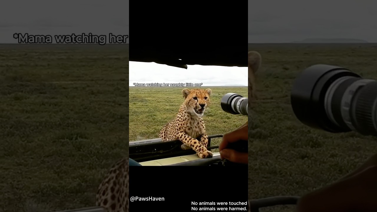 What You See on a Safari Vehicle？#animals #animallife #safari #funnyanimals #bigcat #lion #cheetah