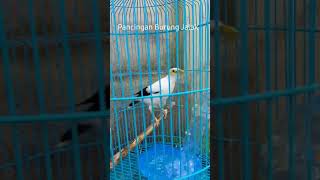 Download lagu Pancingan Burung Jalak Putih Jantan Gacor Full Isian. mp3