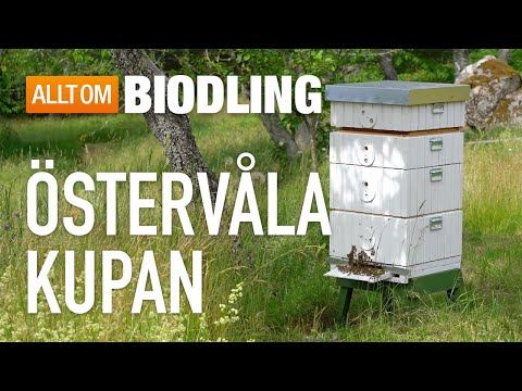 Östervåla-kupan - Bikupa - Biodling