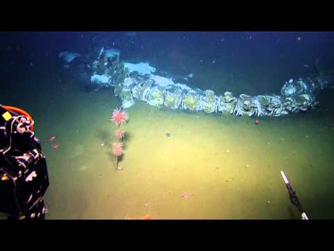 Searching for Life at the Rosebud Whale Fall | Nautilus Live