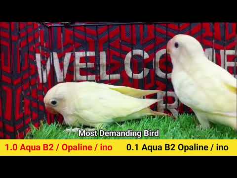 Most Demanding Birds ll Aqua Opaline ino ll Aqua Opaline B1 & B2 ino ll Welcome Aviary Official