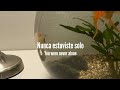 Wye Oak - Fish [Sub Español+Lyrics]