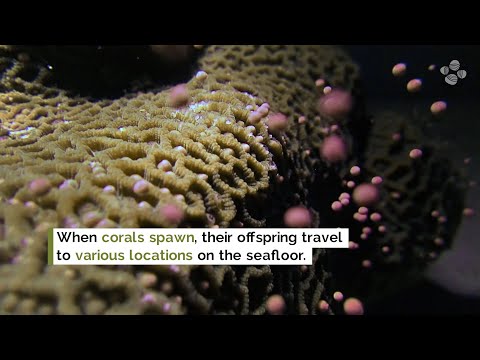 Corals pass on more than genes