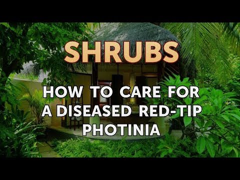 How to Prune a Bottlebrush Shrub