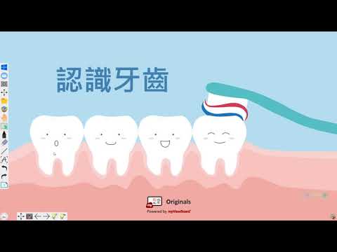 牙齒的功能