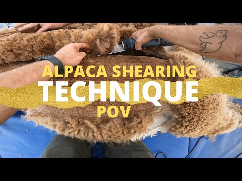 Alpaca Shearing Technique: First Person View Shearing An Alpaca