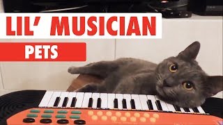 animales músicos - animales