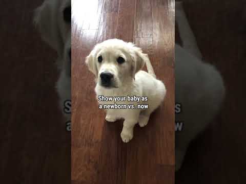 Golden Retriever Puppy Grows Up in 9 Seconds