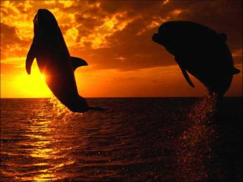 Zubmarino- Delfines (primera version)