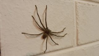 preview picture of video 'Giant Spider and Ant in the House!  Armadale W.A.'