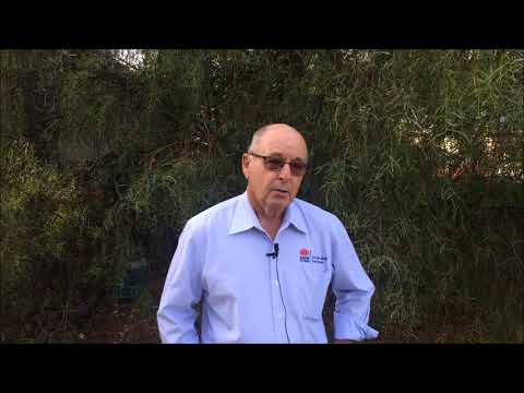 Irrigating winter forage crops