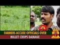 Farmers Accuse Officials Over Millet Crops Damage Thanthi TV