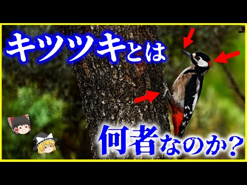 キツツキ (リグ)について詳しく解説