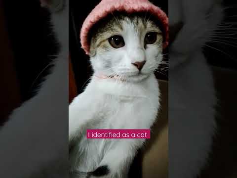 funny cats - Nesrin cavadzade kitten #tiktok #viral  #shorts  #funny