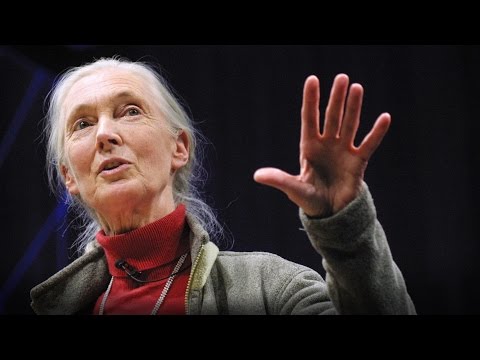 , title : 'What separates us from chimpanzees? | Jane Goodall'