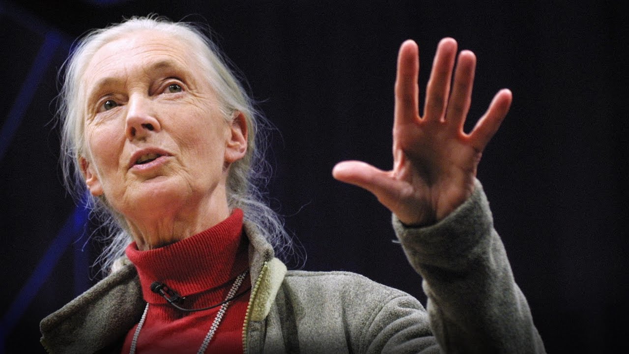 What separates us from chimpanzees? | Jane Goodall