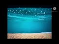 Finding Nemo Live Action DVD Menu Walkthrough