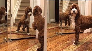 Adorable dog plays with her reflection
