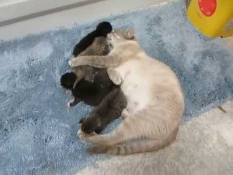 Ilia and babies out....